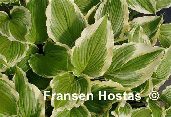 Hosta Dancing Hero